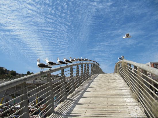 jede Menge Moewen am Fischmarkt