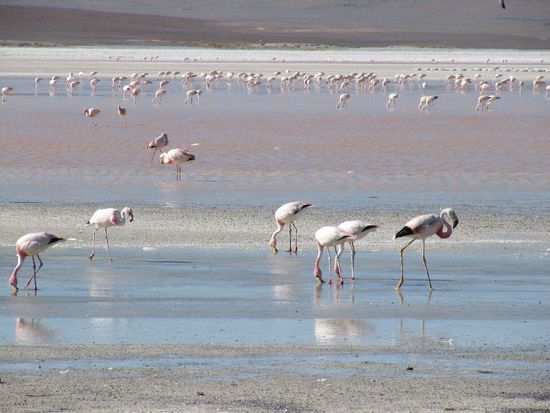 Flamingos an der Laguna Colorada