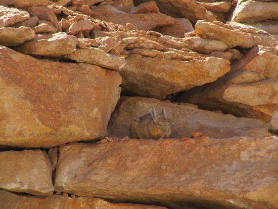 und das ist ein Viscacha, oder so