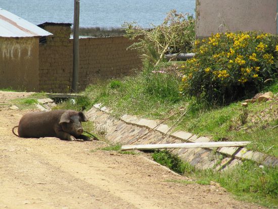 die erste Sau am Wegrand