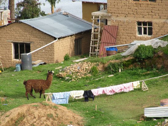 Lama im Hof, mal was anderes