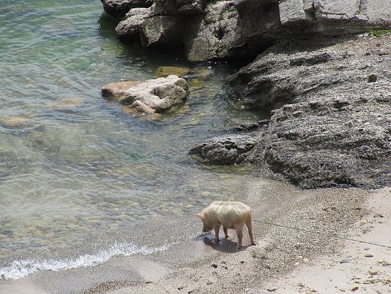 Schweinderl am Strand... das ist ein Leben