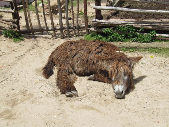 Esel in der Stadt..ok sagen wir im Ort Challapampa