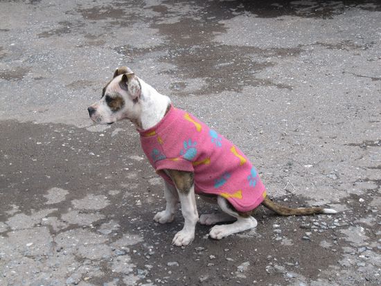 auch dieser Feschak wohnte bei uns im Wohnblock - zu seinem modischen Faupax muss gesagt werden, er hat sich das Kreuz gebrochen und trägt das Shirt über seiner Stütze