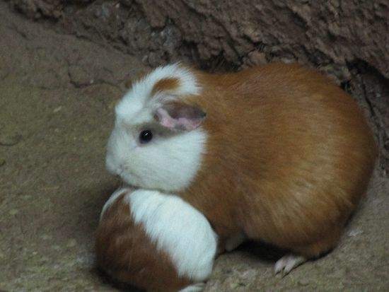 da versteckt er sich, der Willi 