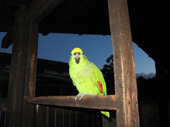 Andi's Papageienfreundin