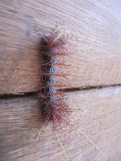 Vor der Wanderung unser erstes tolles Tier - eine Raupe auf unserem Bungalow