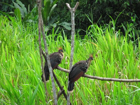 die sind echt sonderbar, schnauben wie Wildschweine!