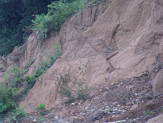lauter grüne Papageien an der Salzlecke