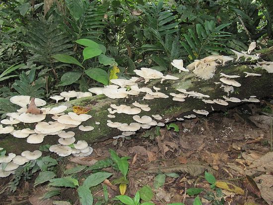 Es gibt giftige und leckere - beide schauen gleich aus - wir haben die leckeren zu Abend gegessen