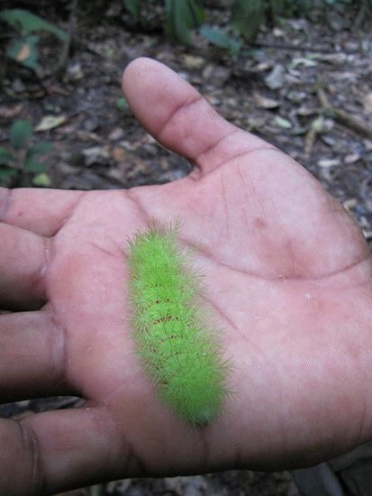 Wer die Stacheln berührt schreit danach wie am Spieß - naja, Abel wusste, wie die Raupe angepackt werden muss