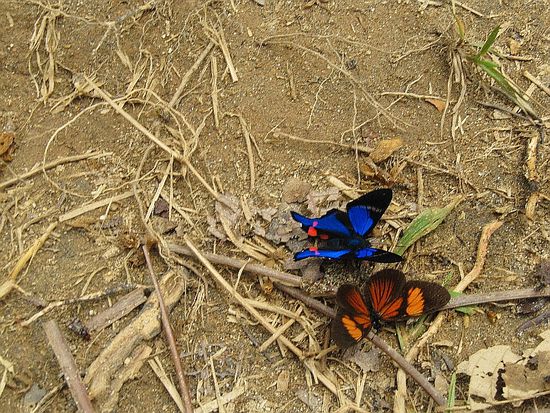 schau wie schön bunt