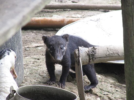 und hier sein kleines Geschwisterl