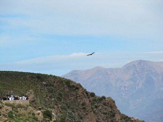 Da ist der Condor!