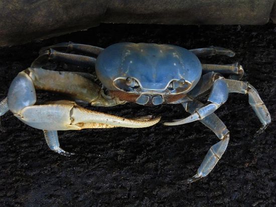 die blaue Krabbe, also eine davon