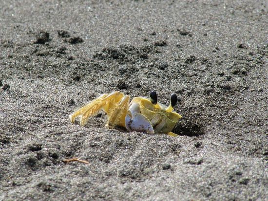 die Strandkrabbe