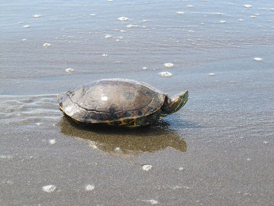 verirrte Flußschildkröte