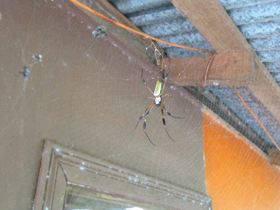 kurzer Spinnencheck bevor drunter das Trinkwasser angelassen wird