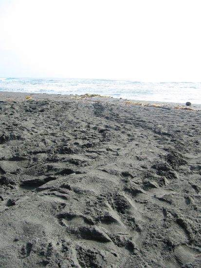 Schildkrötenspuren am nächsten morgen