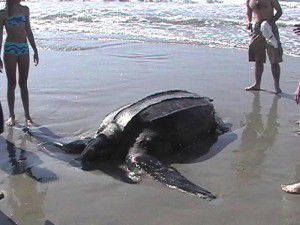 dazu ein gegoogeltes Bild - ich habe keine Ahnung was die hier tagsüber am Strand macht