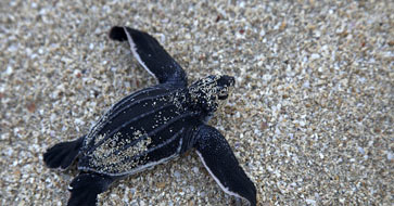 Baby-Lederschildkröte (Quelle orf-Seite)