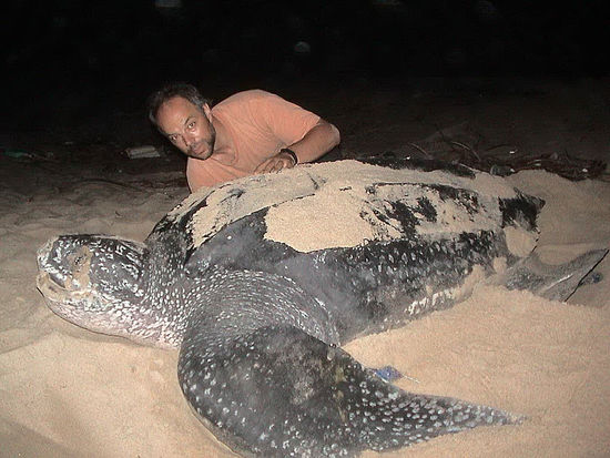 solche Fotos soll man ja eigentlich nicht machen - aber damit ihr seht, wie groß die sind (Quelle http://carlsafina.files.wordpress.com)