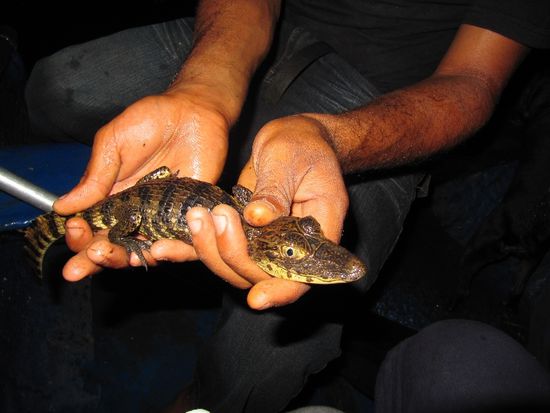 auf unserer nächtlichen Kaimantour begegneten wir kleinen...