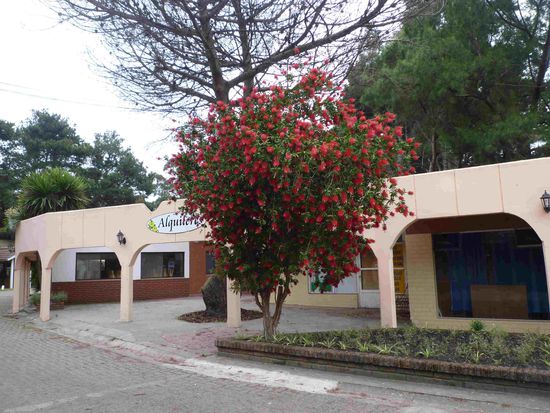 Für meine Mama - die Pfeifen- oder Flaschenputzer welche du so gerne hast wachsen hier als Sträucher!!!