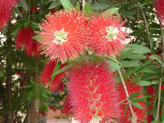 So sähen sie von der Nähe aus!!!