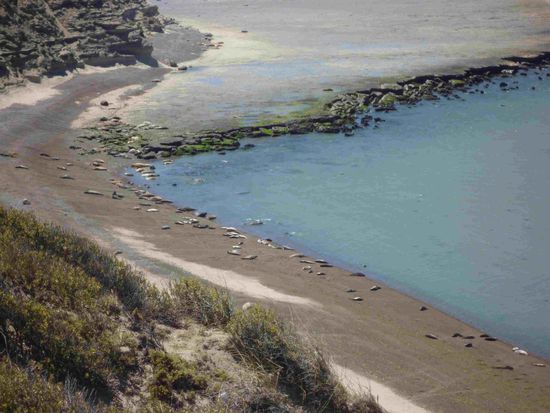 Die erste Seelöwen Kollonie aus ca. 46m Höhe
