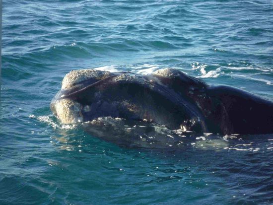 Hallo, meine Name ist Glattwal