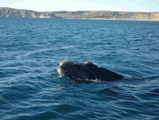 Ich bin so imposant!