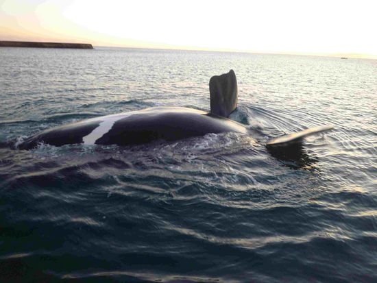 Was soll ich dazu noch sagen