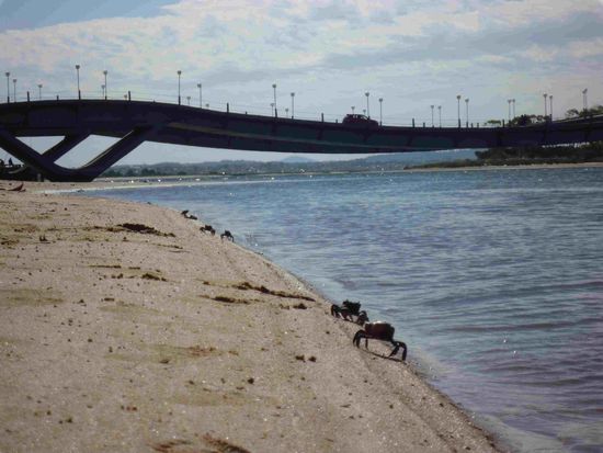 Meine Freunde die Krabben 