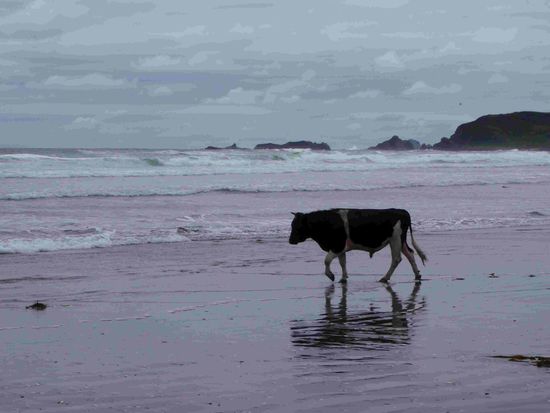 Stier auf Strandurlaub