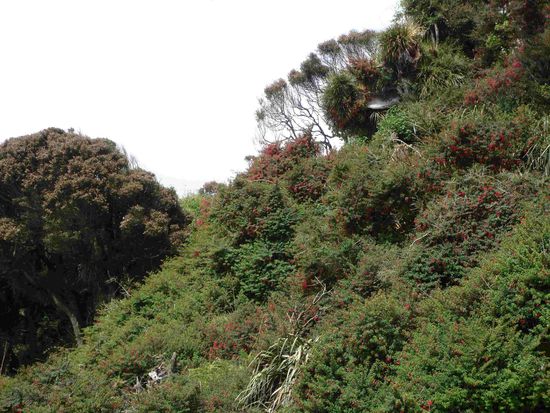 für meine Mama - hier wachsen die Fuchsien an allen Ecken und Enden als riesige Sträucher und sie beginnen gerade zu blühen