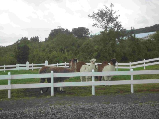 Beim Kaffeehaus war ein kleiner Lamazoo angelegt