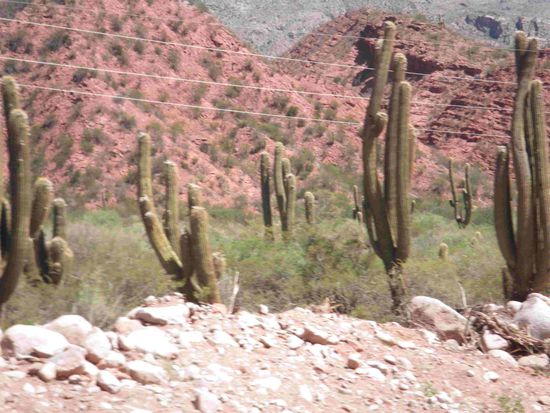 Hier wachsen nur noch Kakteen