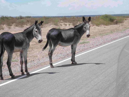 Habt ihr es vielleicht eilig?? Wir nicht 
Ich bin ganz begeistert von diesen entzückenden Kerlen