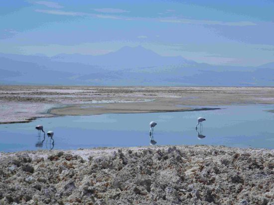 Salzlagune mit Flamingos - dass man  auf diesen Spreisslern überhaupt stehen kann - die sind dünner als Bleistifte