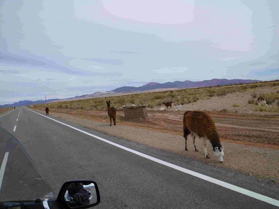 Die Lamas sind weit nicht so scheu wie die Guanacos