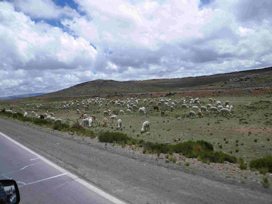 Lamas, Alpacas und Schafe