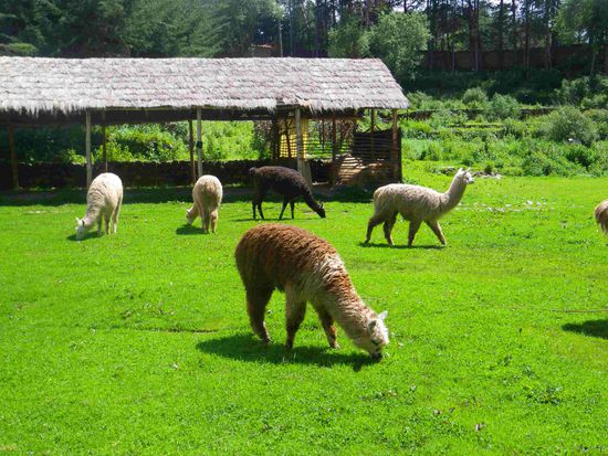 Heute steht Rasen mähen am Plan - Campingplatz Cusco