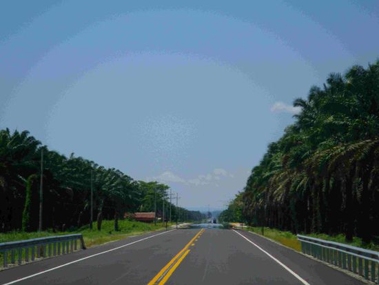 Die Straße führt durch riesige Ölpalmenplantagen