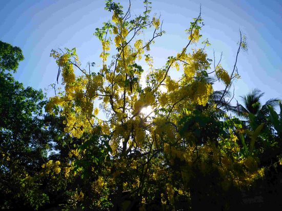 Kein Ahnung was hier so wunderschön blüht