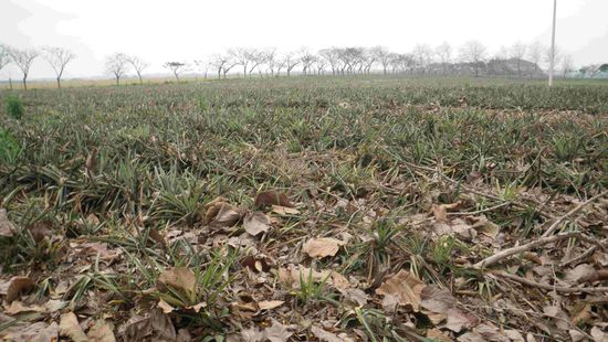 Ananas wohin ich schau