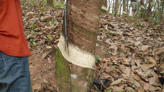 Auf unserer Fahrt machen wir bei einer Kautschukplantage halt