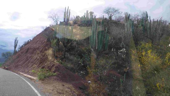 In den Bergen stehen riesige Kakteen