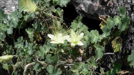 So schöne Blumen blühen hier am Straßenrand 