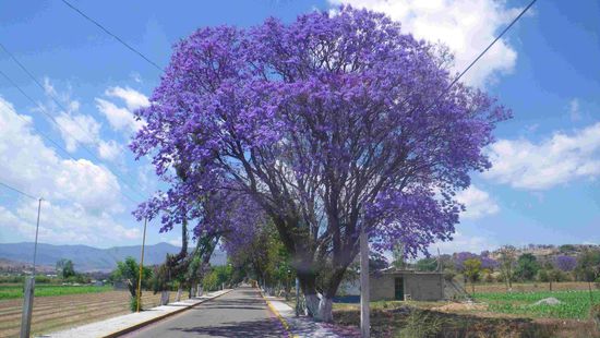 Eine ganze Allee mit blühenden Jacaranda (Jacaranda mimosifolia Bignoniaceae)